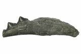 Bizarre Shark (Edestus) Jaw Section with Teeth - Carboniferous #269672-1